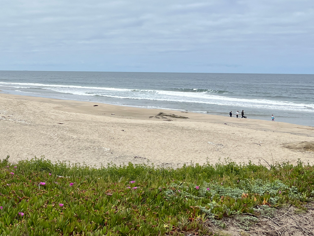 A dog on the beach