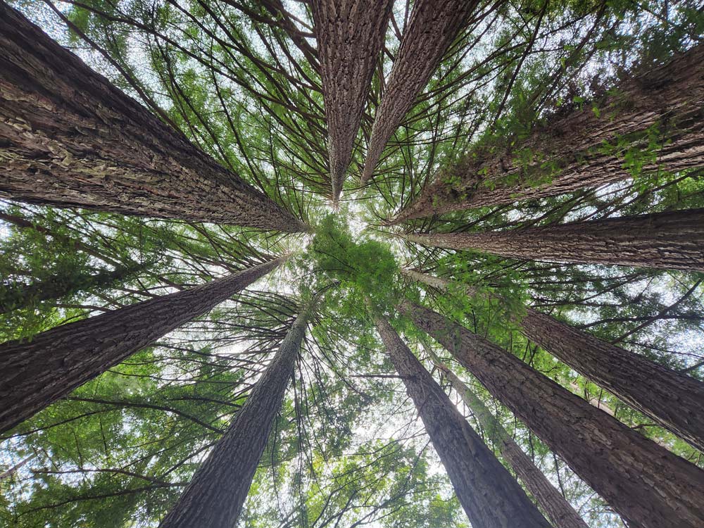 Mystery Spot Redwoods