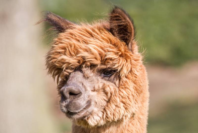 alpaca