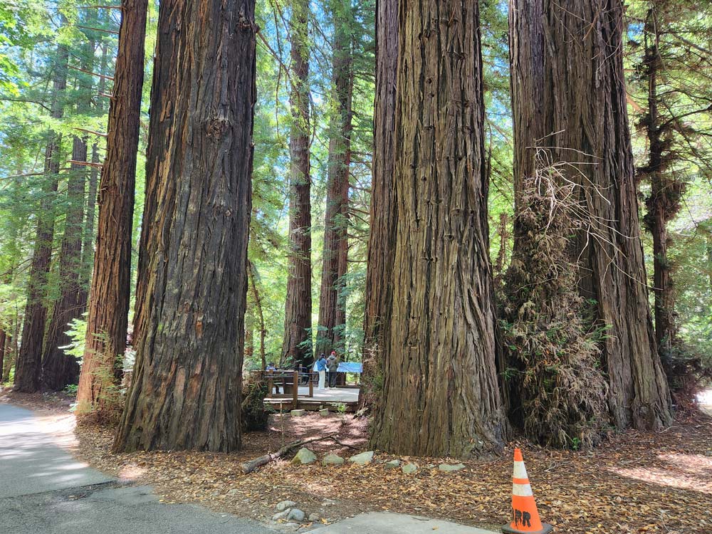 Big sur redwoods
