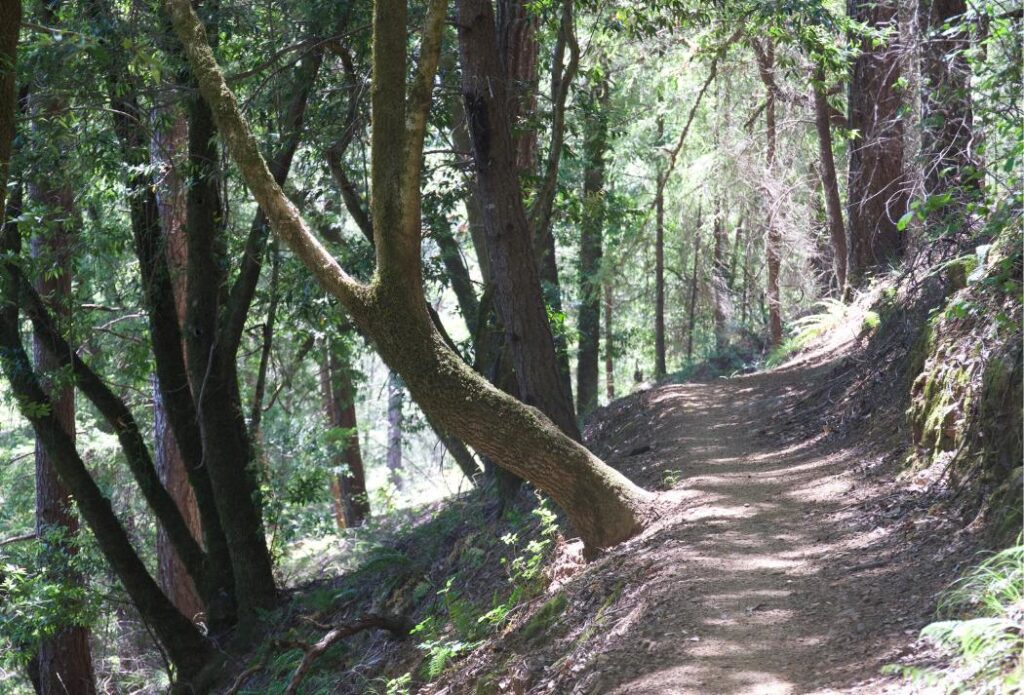 Armstrong Redwoods