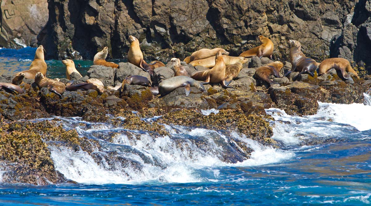 santa-rosa-island-day-trip-guide-channel-islands-national-park-go